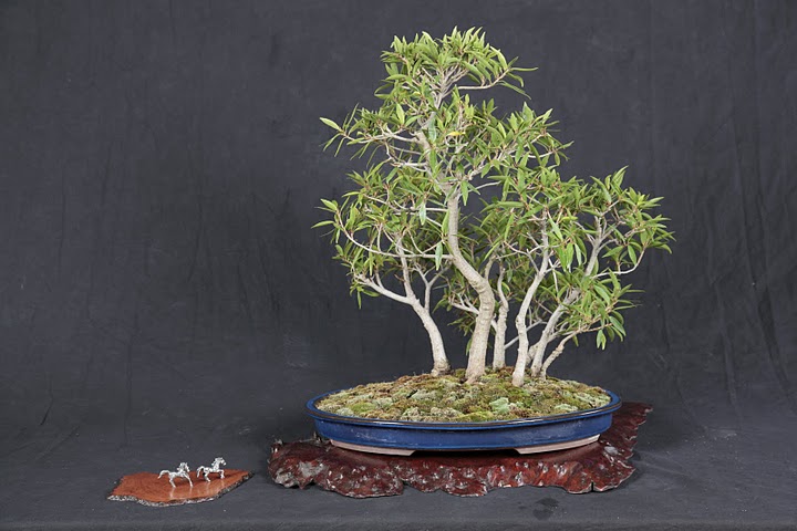 Photo du Bonsai de Lise Dominique